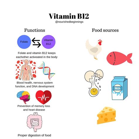 Exploring the form and function of vitamin B12 - findaphd.com