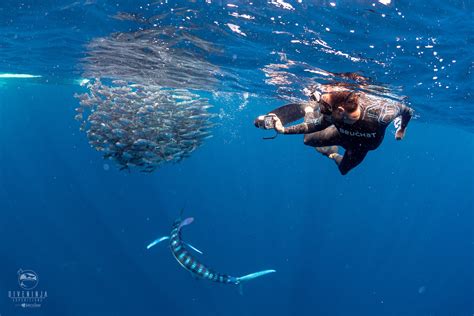 Exploring with the Dive Ninjas: Diving with Striped Marlin at …