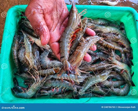 Export Prawn, know How to export Prawn from India