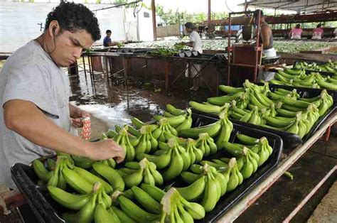 Exportaciones de Tabasco limitadas a 15 productos - DDT