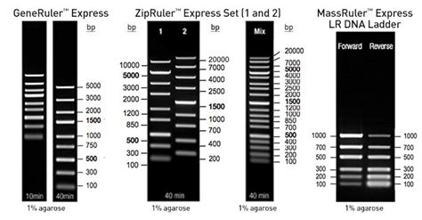 Express DNA Ladders Thermo Fisher Scientific - US