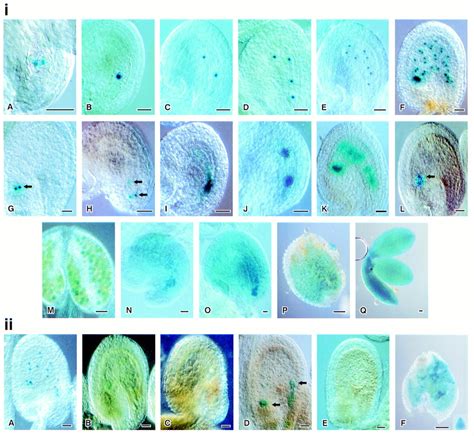 Expression and parent-of-origin effects for FIS2, MEA, and FIE in …