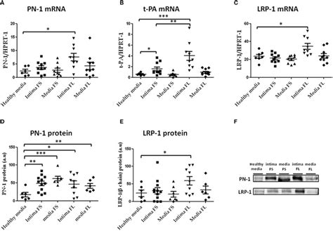 Expression of plasminogen activator-related genes in the