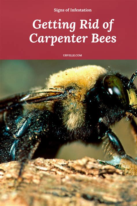 Exterminate bees. The BEST way to get rid of carpenter bees! I've tried different solutions but this is by far the most effective method I've found to kill and prevent carpen... 