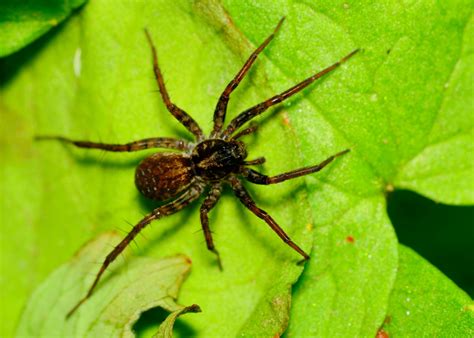 Exterminator in Maryland Common Spiders and How To Identify