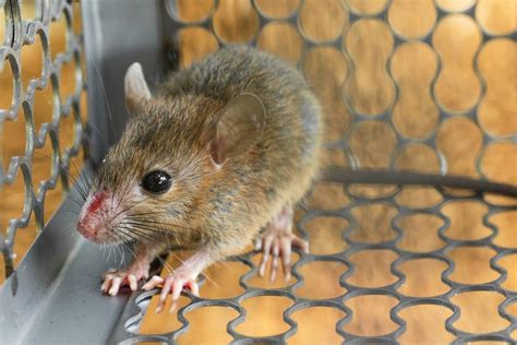Exterminators mice. Hawkeye Exterminators can eliminate rodents, mice and rats, while also prevent further entry by these pests. With proper maintenance, sanitation and control ... 