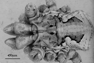 External Morphology of the Male Harvestman - Oxford Academic