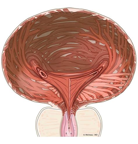 External anal sphincter - e-Anatomy - IMAIOS