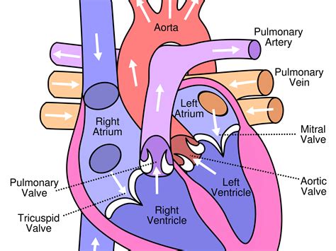 External and Internal Heart Structure Worksheet Teaching Resources
