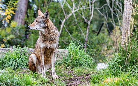 Extinct Red Wolf DNA Discovered in Pack of Galveston Strays