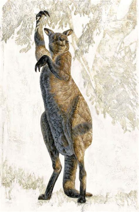 Extinct giant kangaroos didn