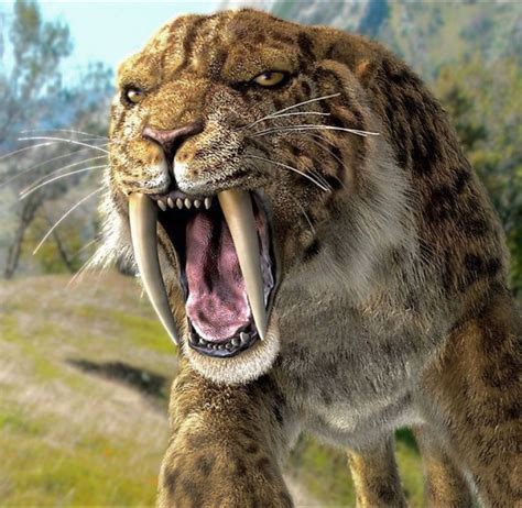 Smilodon evolved roughly 40 million years after Diegoaelurus went extinct, but both animals were saber-toothed, hyper-carnivorous predators, meaning their diets consisted almost entirely of meat.