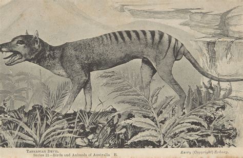 Extinction of thylacine National Museum of Australia