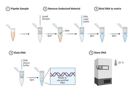 Extraction of dna from food samples lab.  The experiment aims to visualize...