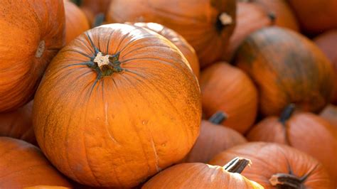 Extreme weather may have affected the pumpkins you picked this year