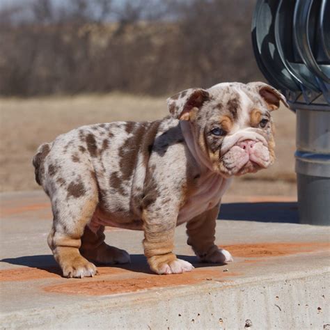Extremely Rare Bulldog Puppy
