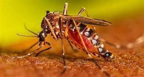 Extremely rare case of dengue confirmed in Pasadena
