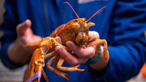 Extremely rare orange lobster caught in Maine’s Casco Bay has new home