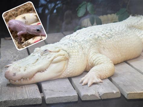 Extremely rare white leucistic gator born at Orlando park