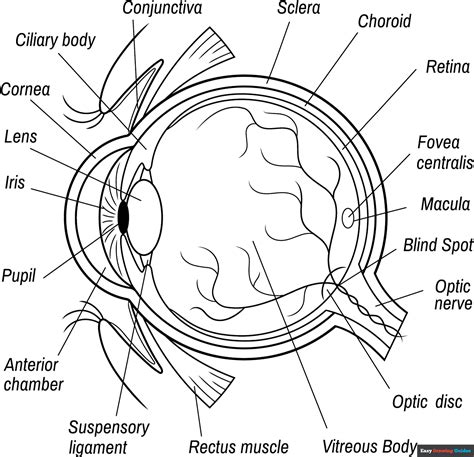 Eye Coloring Page