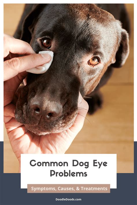 Eye Conditions in Dogs: Symptoms, Causes, and …