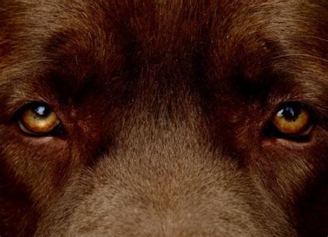 Eye Ulcer in Dogs PetMD