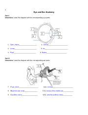 Eye and Ear Anatomy Quiz.doc.pdf - e Eye and Ear Anatomy...