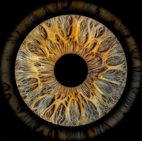 Eye origins. Yet, even now there are ~36 phyla. Only 7 of these phyla have eyes and only 4 have image-forming eyes. Three of those 4, mollusca, arthropoda, and chordata, account for 96% of species. These 3 ... 
