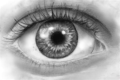 Eye sketch. Sep 30, 2022 · The first step in shading an eye is to darken the edges of the eyeball. To do this, simply draw a line around the outer edge of the circle. Then, fill in the space between this line and the pupil with small strokes. 2. Darken the Lacrimal Caruncle. The second step is to darken the lacrimal caruncle. 