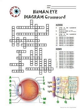 Eyeball part crossword. The Crossword Solver found 30 answers to "Eyeball part (4)", 4 letters crossword clue. The Crossword Solver finds answers to classic crosswords and cryptic crossword puzzles. Enter the length or pattern for better results. Click the answer to find similar crossword clues . Enter a Crossword Clue. 