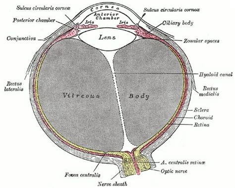 Eyes (Anatomy): Overview, Parts and Functions Biology Dictionary