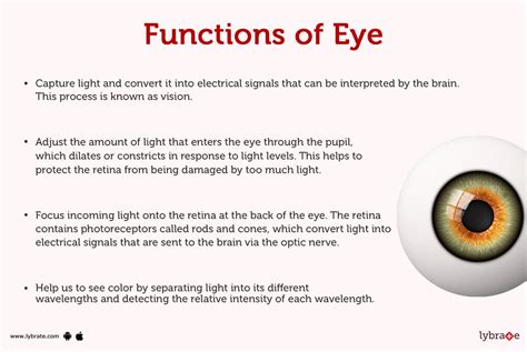 Eyes Structure function and disease