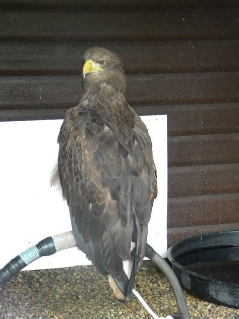 🔥 (SEX) Eyesofapanther   Leaks