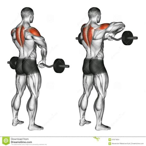 Ez Bar Upright Row Exercise Howto Workout Trainer by Skimble