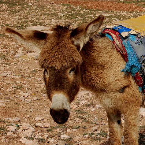 Ezel Halı ve Koltuk Yıkama