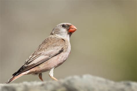 Fåglar gran canaria