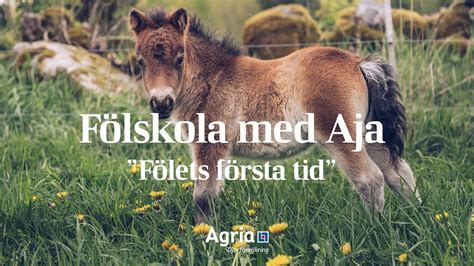 Fölets första tid