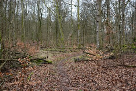 Första gallringen i Dalleröds skogar – Frilagt Hässleholm