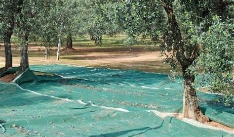 Fındık Toplama Filexus.