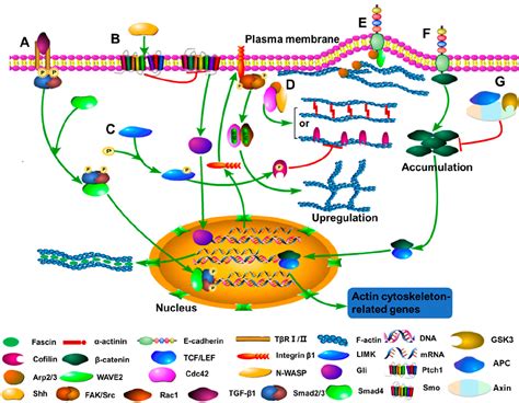 F-actin organizes the nucleus Nature Cell Biology