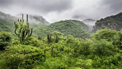 F003 Tropical Dry Forest & Woodland Formation - USGS - muktibox.com