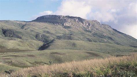 F017 Tropical Montane Grassland & Shrubland Formation - raincitystudios.com