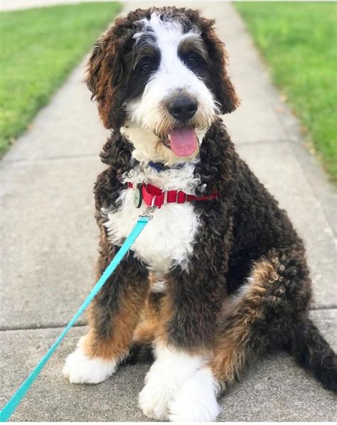 F1 Bernedoodles Come In Traditional Tri-color Puppy