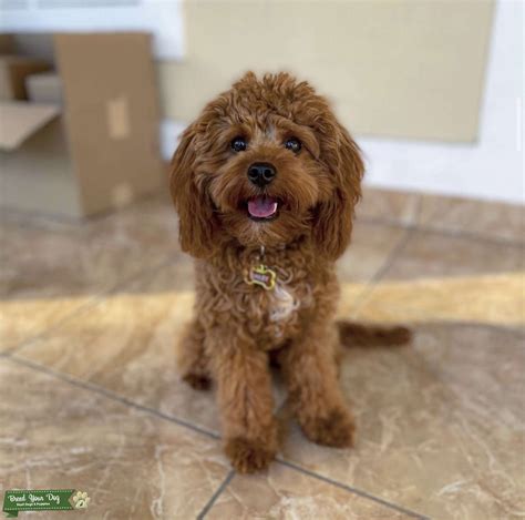 F1 cavapoo. F1 Cavapoo. This is the 1st generation Cavapoo and is 50% Poodle and 50% Cavalier King Charles Spaniel. The offspring can inherit the appearance and coat of either parent or fall somewhere in between. These offspring are suitable for people who suffer from mild and moderate allergies as they should be fairly … 