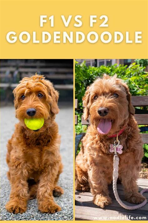 Sep 22, 2023 · Differences between an F1 vs F1B Goldendoodle. There are significant differences between an F1 vs F1B Goldendoodle because an F1 Goldendoodle is 50% Poodle vs an F1B Goldendoodle who is 75% Poodle. Most dog owners prefer a breed with more Poodle genes because the Poodle coat is non-shedding and hypoallergenic. . 