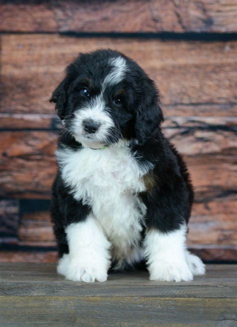 F1b Bernedoodle Puppies In Tn