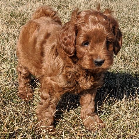 F1b English Goldendoodle Puppies