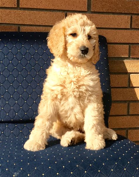 F1b Goldendoodle Puppies For Sale California