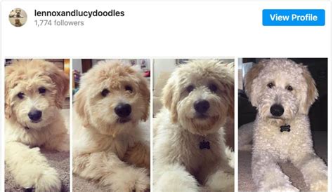F1b Goldendoodle Puppy Coat Changes