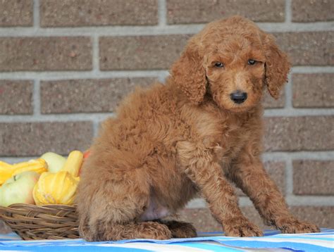 F1b Labradoodle Puppies For Sale California